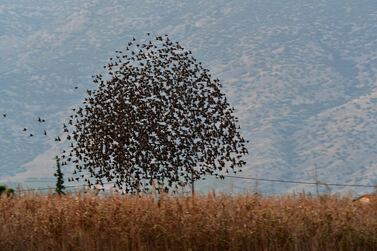 epa08008269 Starlings flying in a tight flock over Valtos village, Argolis, Peloponnese, southern Greece, 17 November 2019 (issued 19 November 2019) EPA/EVANGELOS BOUGIOTIS