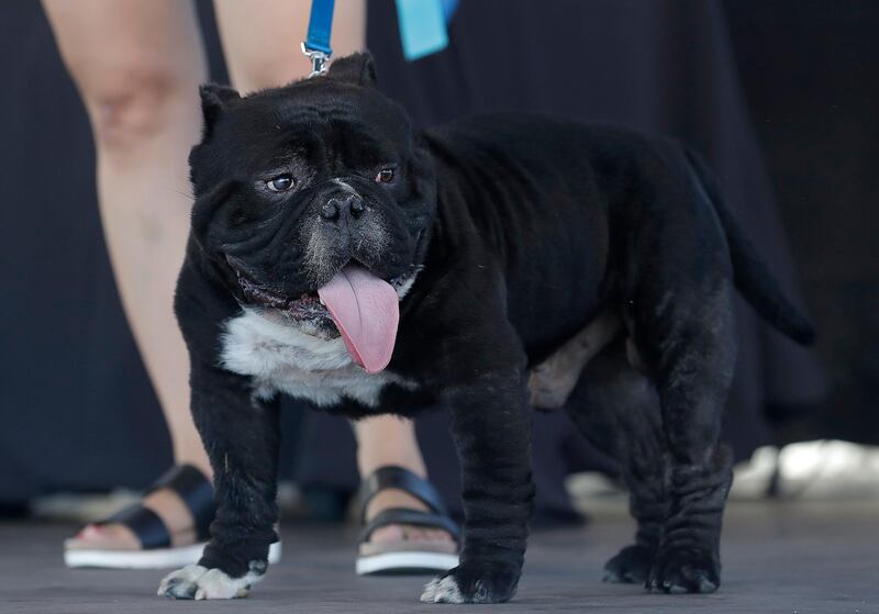 Meatloaf, a bulldog mix, walks onstage during The World's Ugliest Dog Competition. Jeff Chiu / AP Photo