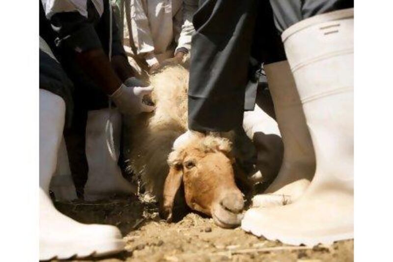 Animals are immunised at a farm 70kms outside Abu Dhabi. The Abu Dhabi Food Control Authority began a campaign in 2009 to immunise animals against common diseases as part of its food safety drive.
Andrew Henderson / The National