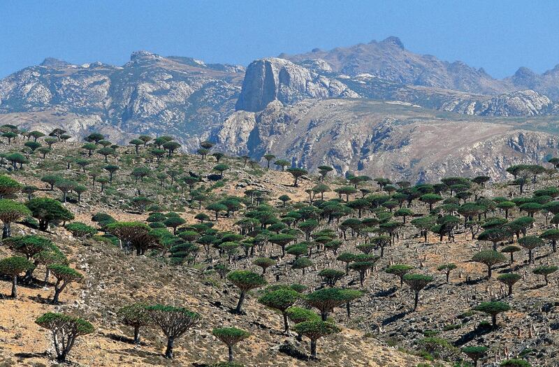 YEMEN - NOVEMBER 09: Socotra Dragon Trees or Dragon Blood Trees (Dracaena cinnabari), Asparagaceae, Haggier Mountains, Socotra Island (Unesco World Heritage Site, 2008), Yemen. (Photo by DeAgostini/Getty Images)