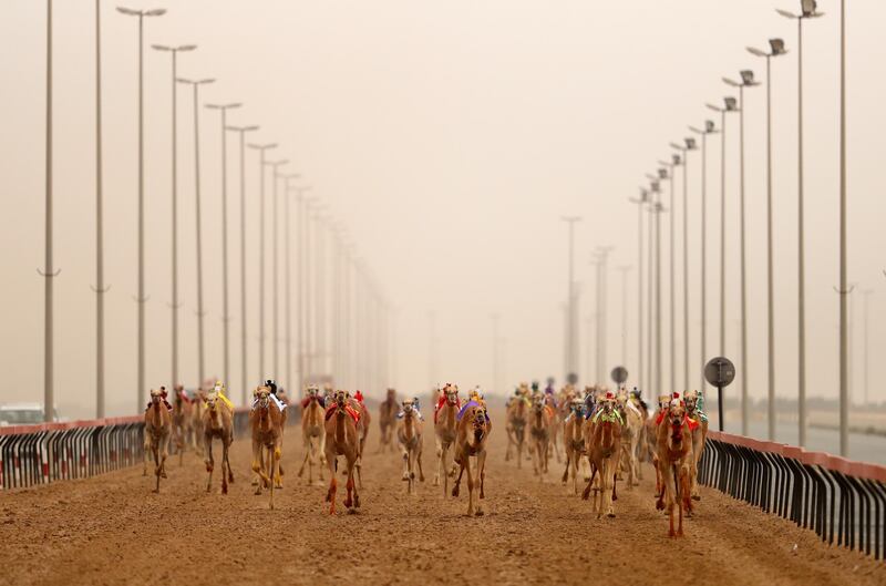 Camels race during Al Marmoom Heritage Festival.