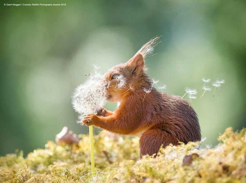 The Comedy Wildlife Photography Awards 2019
Geert Weggen
BispgÃ¥rden
Sweden
Phone: 0768492056
Email: geertweggen@yahoo.com
Title: squirrel wishes
Description: Red squirrel with dandelion seeds
Animal: red squirrel
Location of shot: Sverige