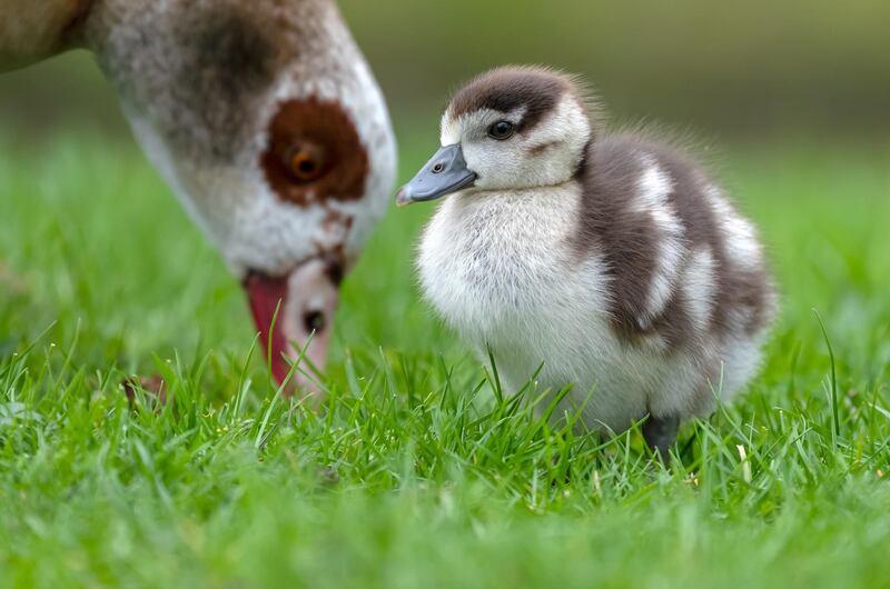 An Egyptian goose and its gosling stand on a meadow in Schwetzingen, Germany.  EPA