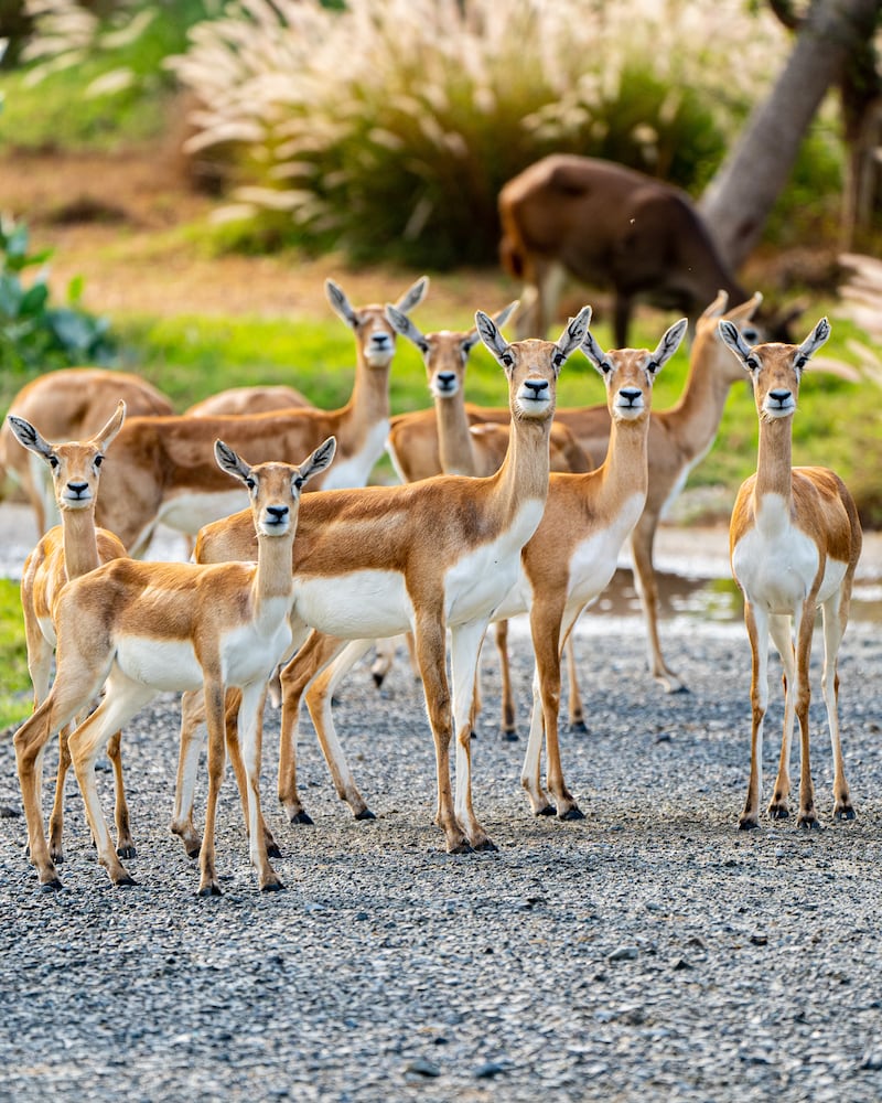 Dubai Safari Park gives visitors the chance to observe thousands of animals.