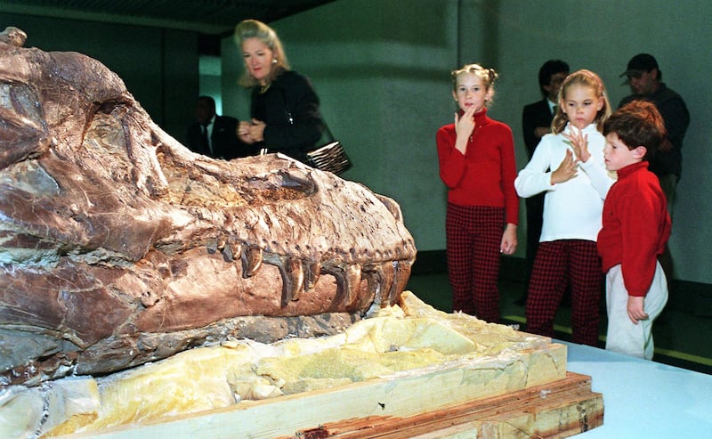 The fossilised skull of a Tyrannosaurus rex dinosaur at Sotheby's auction house in New York in October 1997. AFP