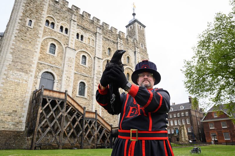 A Beefeater and raven at the Tower of London.