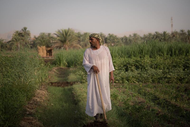 A farmer stands in a field in the village of El-Boghdadi, near Luxor, Egypt, on Thursday, June 20, 2019. Global warming is a huge issue for Egypt, where agriculture provides an estimated 28% of all jobs. Photographer: Sima Diab/Bloomberg