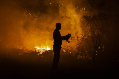 Forest fires accelerated by climate change can destroy wildlife habitats and remove the world's natural carbon sinks. Getty Images