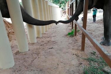 In this photo provided by Four Paws, the trunk of an Asian elephant named Kaavan, left, touches the trunk of another elephant at the Kulen Prom Tep Wildlife Sanctuary in Oddar Meanchey, Cambodia Tuesday, Dec. 1, 2020. Kaavan, dubbed the world's loneliest elephant after living alone for years in a Pakistani zoo, has captured worldwide attention, and will soon join other elephants in a waiting sanctuary. (Four Paws via AP)