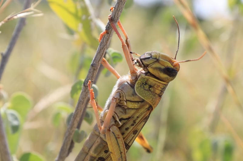 A desert locust is seen after an invasion in Shaba National Reserve in Isiolo, northern Kenya. EPA