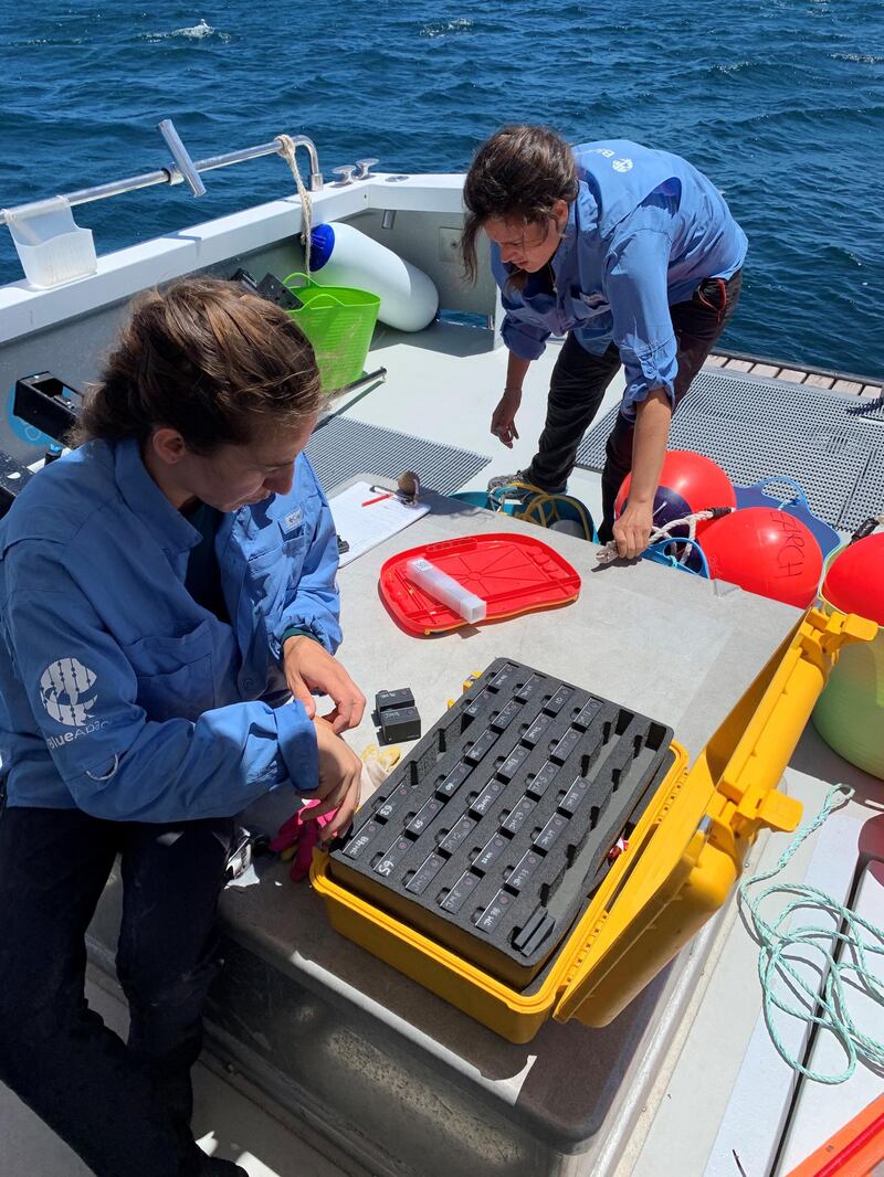 Researchers Naima Andrea Lopez and Lincoln Hood deploying midwater Bruvs. Courtesy Blue Abacus