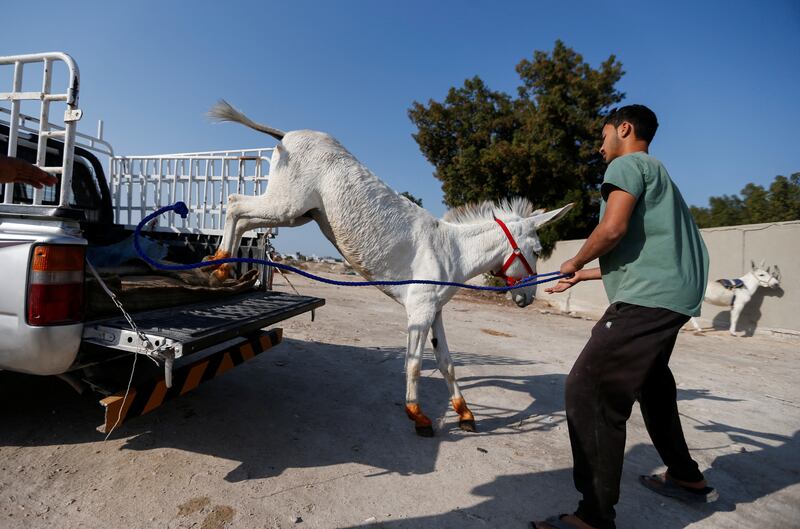 “We need supporters for this traditional sport that does not exist in the Gulf [except] here and in Saudi Arabia. When visitors come and see the traditional sport in the kingdom of Bahrain, they are happy because it’s not available abroad," said local Mohammed Zamil.