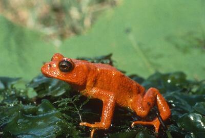 The golden toad, which was native to just a few square kilometres of forest in Costa Rica, has been categorised as extinct on the IUCN's red list. Photo: Getty