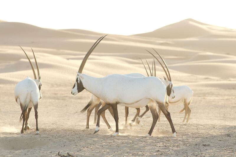 These are Arabian Oryx in the Empty Quarter.  They are part of a reintroduced population after they went extinct in the wild in the 70’s. 