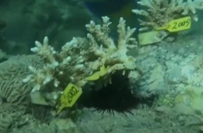 The project hopes to plant 1.5 million corals across 300,000 square metres along Fujairah's coast. 