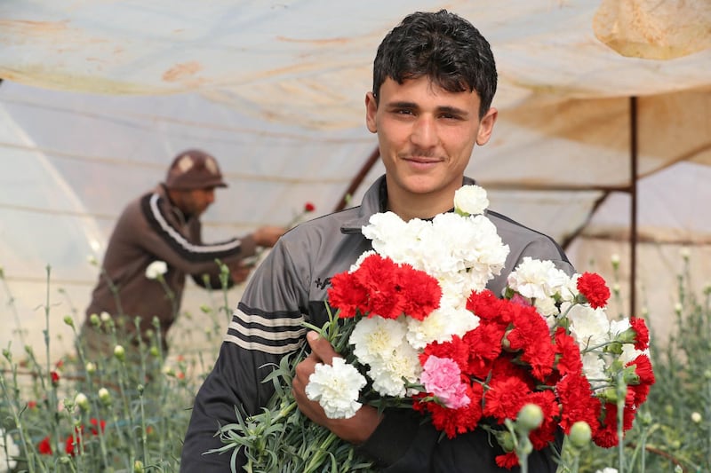 An employee of flower grower Rateb Hosrom with an armful of freshly picked carnations, to be sold in flower shops in Syria's north-western Idlib province. AFP