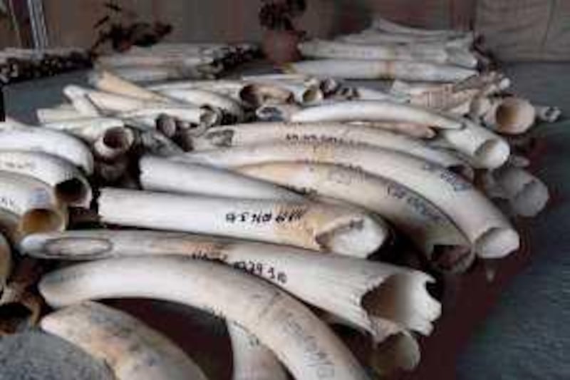 Tusks are displayed on October 28, 2008 in Windhoek during the first legal auction of elephant tusks in nearly a decade -- exclusively for Chinese and Japanese buyers.  The sale, where seven tonnes of ivory were sold for 1.1 million dollars, kicked off two weeks of auctions across southern Africa that will put 108 tonnes of tusks on the block, in a one-off sale to the Asian powers. Four African countries have been authorised by CITES, the international convention that regulates trade in endangered species, to hold the sales only to China and Japan. AFP PHOTO / Brigitte Weidlich