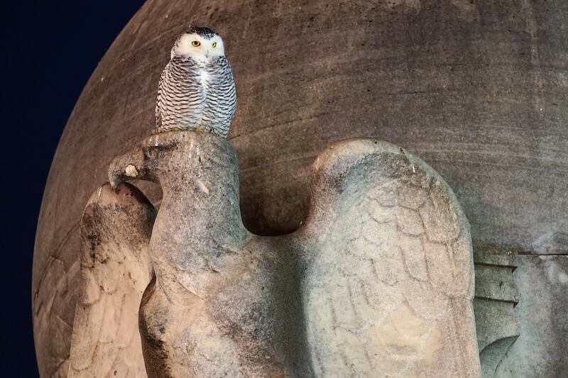 A rare snowy owl looks down from its perch on a marble eagle of the Christopher Columbus Memorial Fountain at the entrance to Union Station in Washington, Friday, Jan.  7, 2022.  (AP Photo / Carolyn Kaster)