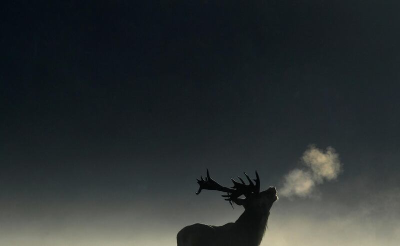 A deer stag barks in the early morning light during the rutting season in Richmond Park, London, UK. Toby Melville/Reuters