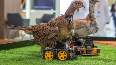 The "Hubot" or houbara robotic decoy, could help save the vulnerable bird species. Victor Besa / The National