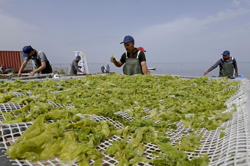 Workers process drying harvested red seaweed. Tunisia is being called a Mediterranean trailblazer in cultivating the in-demand plant. AFP