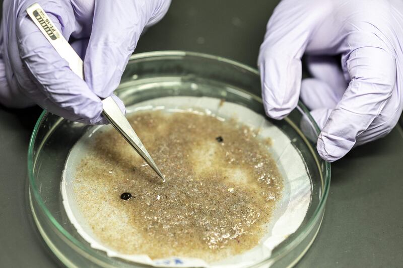 A researcher examining a sediment sample collected from the sea to examine microplastics and better understand its impact on marine life. AFP