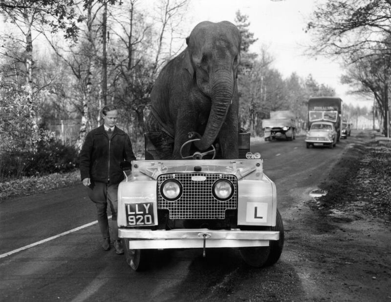 Kam, an elephant from Bertram Mills Circus, drives a Land Rover during training for the Christmas Show in 1959
