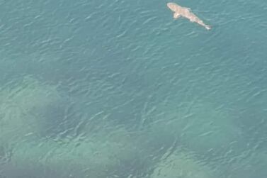 A grey reef shark was filmed swimming in Ras Al Khaimah waters.