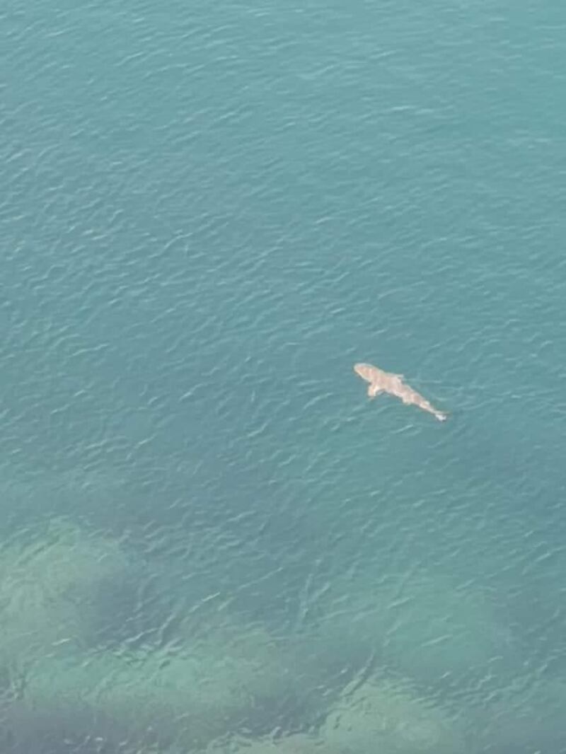 A grey reef shark was filmed swimming in Ras Al Khaimah waters.