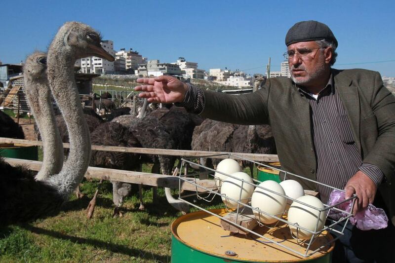 The Palestinian farmer, whose name translates as “father of the bird”, collects ostrich eggs which he will then sell on to Palestinian and Israeli buyers, as well as customers in the Gulf and Jordan. Musa Al Shaer/AFP Photo