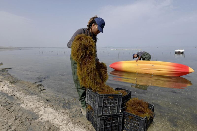 A worker harvests red seaweed in the Menzel Jemil lagoon in Tunisia's northern Bizerte region. Red seaweed or algae is used as a gelling, thickening and texturing agent. It is also increasingly a substitute for animal-based products in processed foods, and is finding a place in cosmetics and pharmaceuticals. AFP