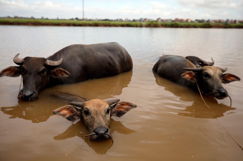 Water buffalos cool off in a cannel in Nam Dinh province, Vietnam. EPA