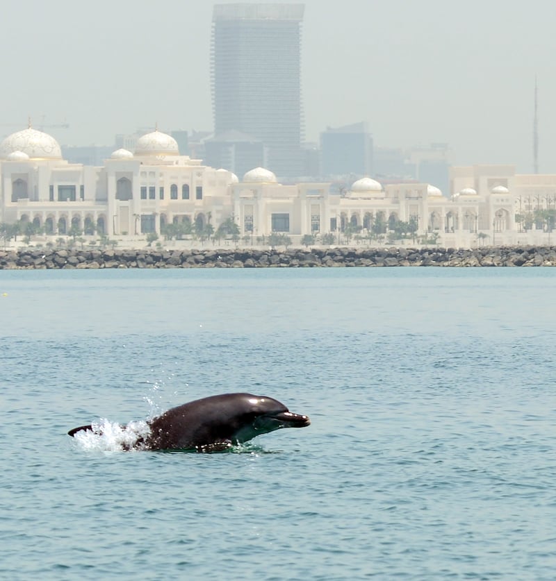 Calls have been made for marine protected areas in Abu Dhabi waters to be made larger to protect the pods of Indo-Pacific bottlenose dolphins. Courtesy, The Bottlenose Dolphin Research Institute