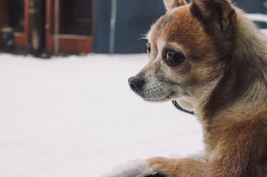 A pomchi (a Pomeranian and Chihuahua mix) dog in snow. Wikicommons 