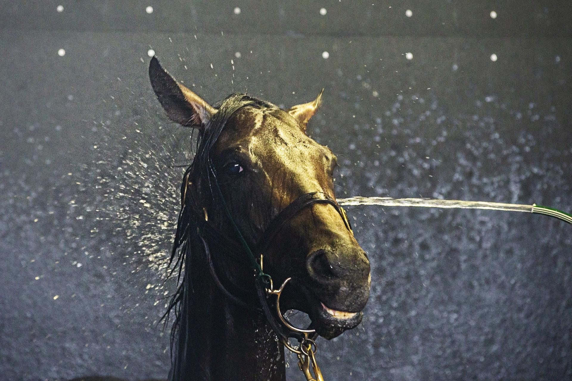 A horse enjoys a cool down  during Sydney Racing at Royal Randwick Racecourse on Saturday, January 4. Getty