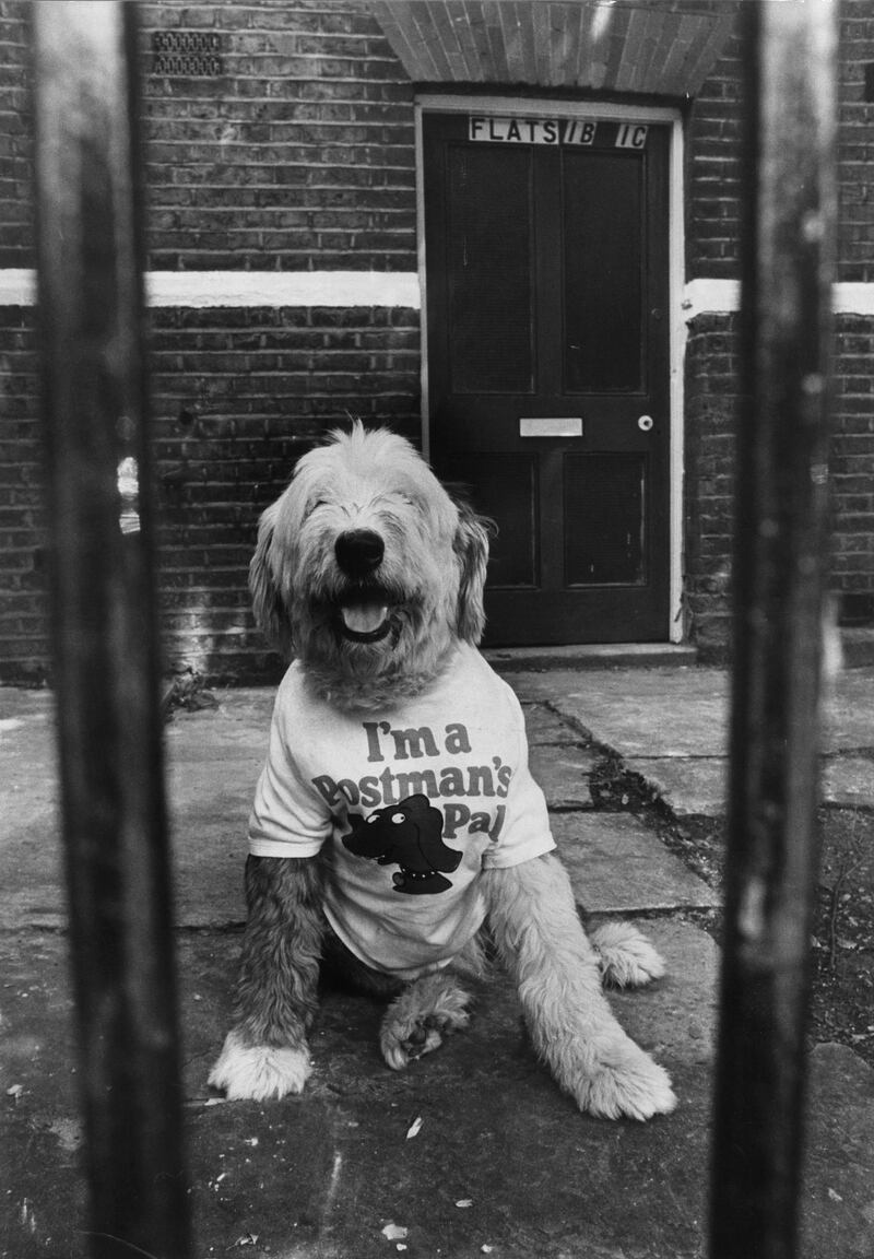 28th July 1980:  An Old English sheepdog wears a T-shirt at his home in Clapham, south London.  (Photo by Aubrey Hart/Evening Standard/Getty Images)