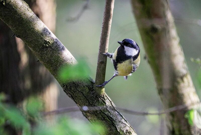 A great tit balances on a tree branch in Berlin, Germany, on a sunny day.  EPA