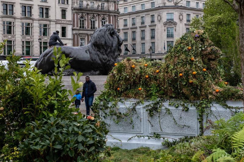 A topiary lion replicating a nearby statue in Trafalgar Square, London, sits amongst thousands of plants placed in the plaza as part of the Big Rewilding Campaign, launched by soft drinks brand Innocent. Getty