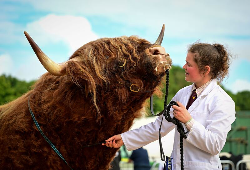 EXETER, ENGLAND - JUNE 30: A Highland Bull enjoys a combing before judging at the Westpoint Arena and Show ground in Clyst St Mary near Exeter on June 30, 2022 in Devon, England. Established in 1872, it has grown into one of the South West's biggest county shows attracting over 90,000 visitors. Although primarily an agricultural livestock and produce showcase, it is also seen as a barometer for the health of the whole agricultural industry in general. (Photo by Finnbarr Webster / Getty Images)