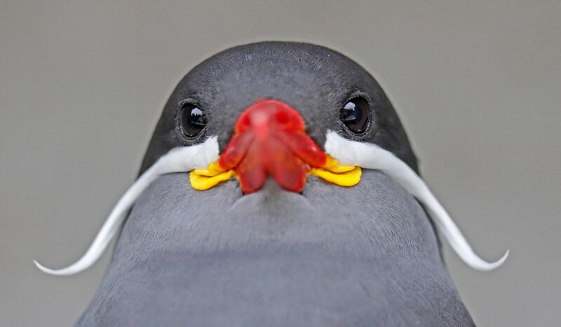 An Inca tern looks at the zoo in Heidelberg, Germany. EPA