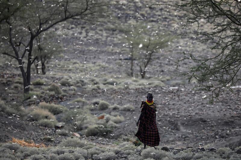 A Turkana man walks through a locust swarm near the town of Lodwar, Turkana county, Kenya. Reuters