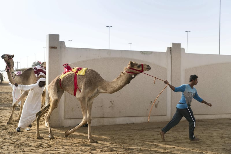 DUBAI, UNITED ARAB EMIRATES - Feb 15, 2018.

Camels behind the racetrack at Al Marmoum, about to enter the camel race.

The fastest camels in the Gulf will compete for cash, swords, rifles and luxury vehicles totalling Dh95 million at the first annual Sheikh Hamdan Bin Mohammed Bin Rashid Al Maktoum Camel Race Festival in Dubai.


(Photo: Reem Mohammed/ The National)

Reporter:
Section: NA