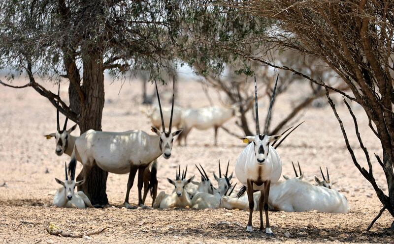 Living an almost nomadic life, oryx travel vast areas in search of food and water. AFP