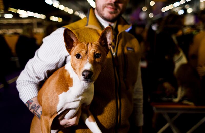 A Basenji named Budge is held in the benching area during the 2019 Westminster Kennel Club Dog Show.