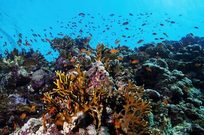 Warming seas could threaten the corals of the Red Sea. Reuters