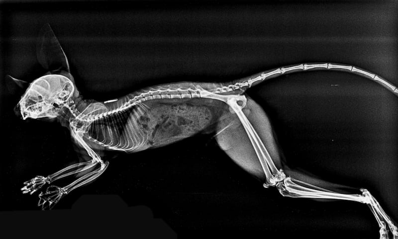An X-ray of a Moholi bushbaby at the zoo. PA