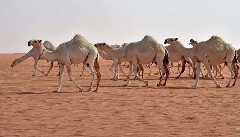 Camels compete in the beauty pageant of the annual King Abdulaziz Camel Festival in Rumah. AFP