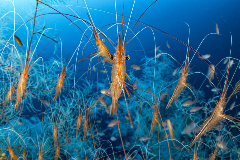 'Deep Feelers' by Laurent Ballesta (France). Category: Highly commended, Underwater. Photo: Natural History Museum