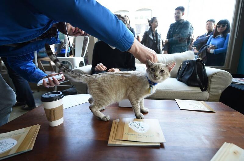 Visitors play with a cat at the pop-up "Cat Cafe", a cafe where patrons can interact and adopt cats, in New York. Emmanuel Dunand / AFP

