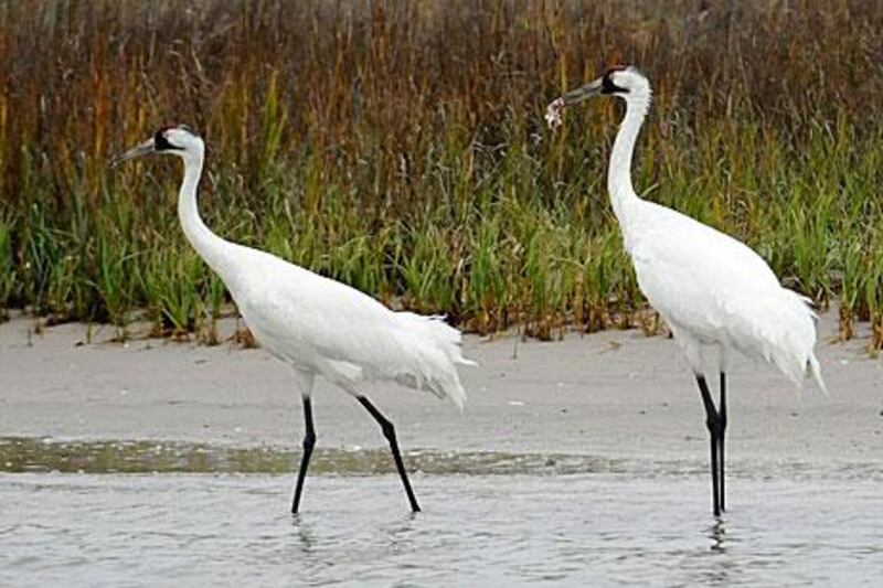 A pair of whooping cranes walk through shallow marsh water in Fulton, Texas. Droughts have endangered North America's tallest birds which winter in the US.
